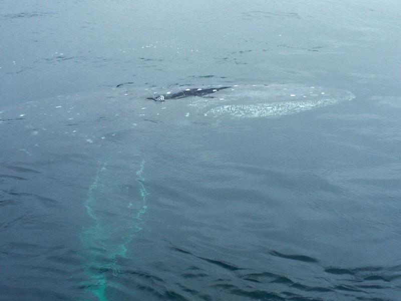 A humpback whale is seen underneath the water’s surface