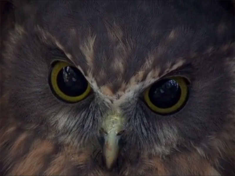 Close-up of the face of a ruru (owl)