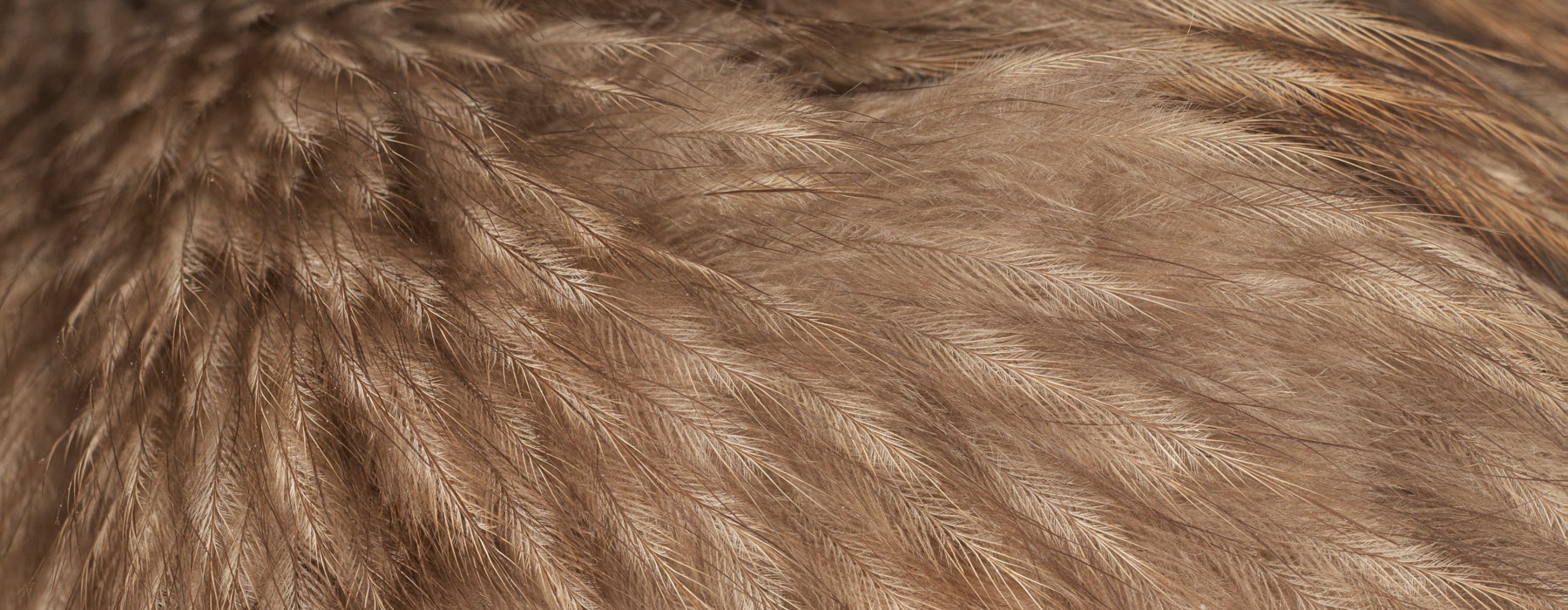 Close-up of brown feathers