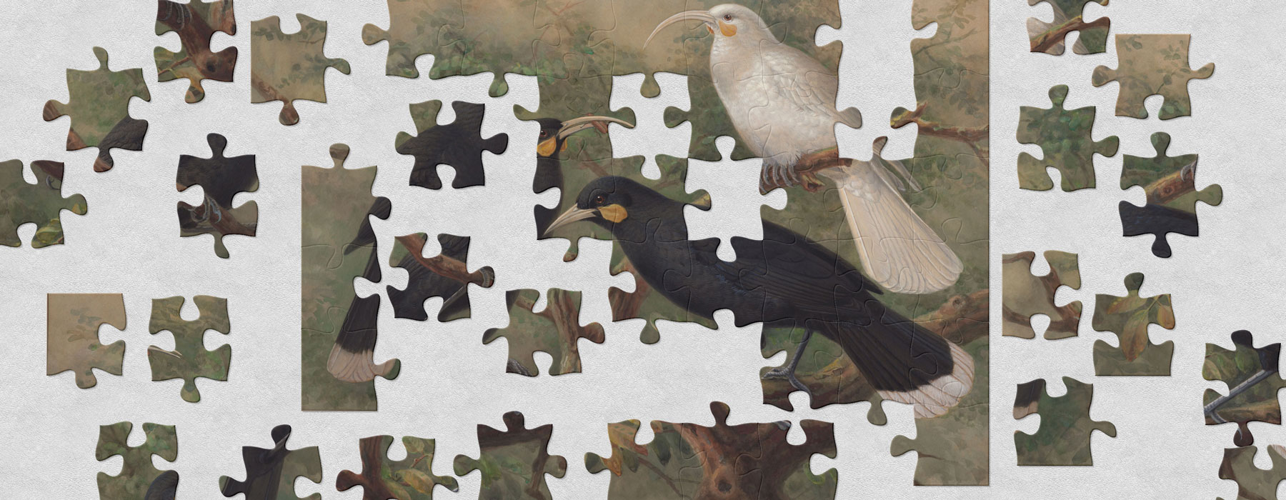 jigsaw-huia-tepapa-1800x700.jpg