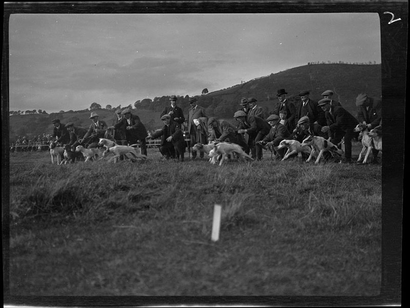 A bunch of men let go of dogs to start a race