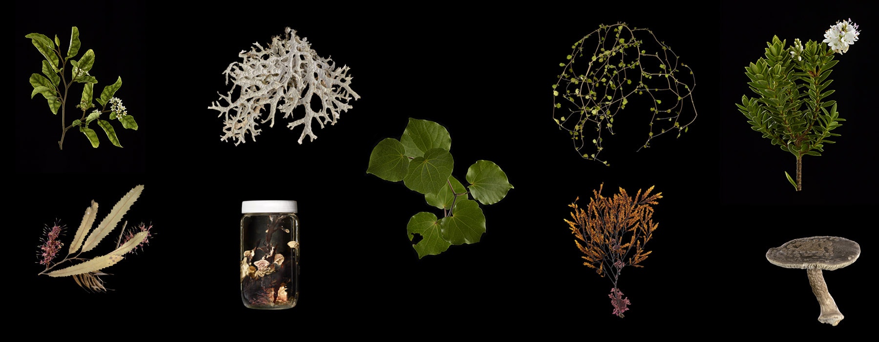 Nine plant specimens on a black background