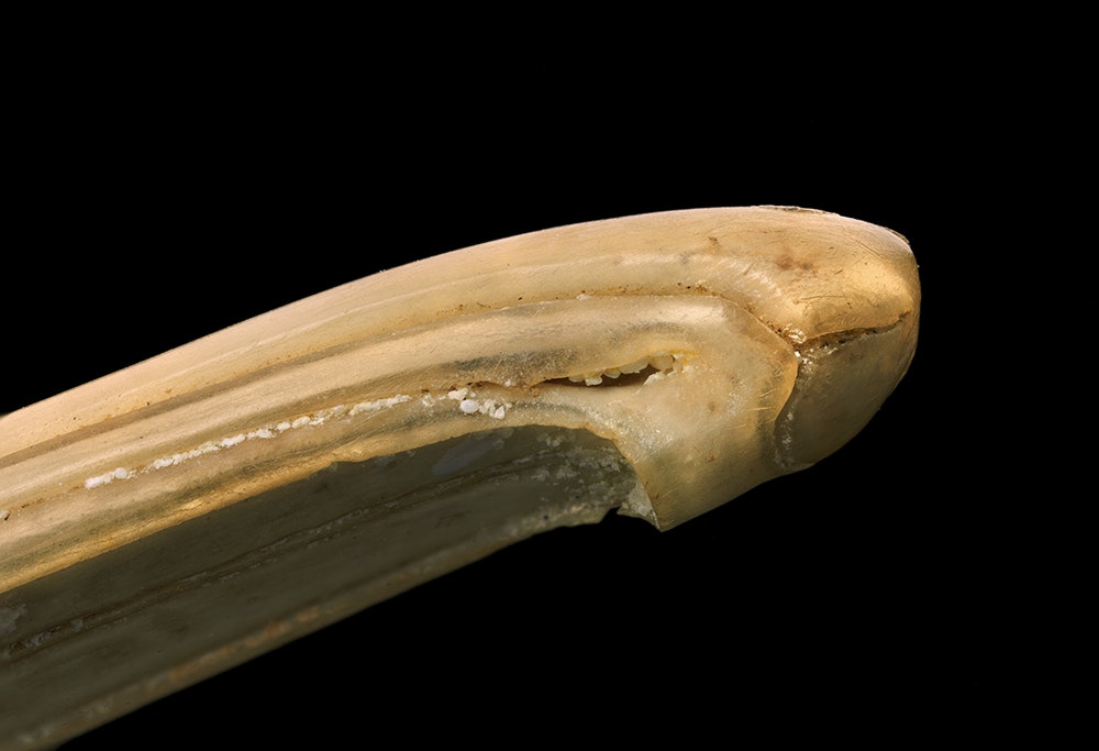 Long bone-coloured beak