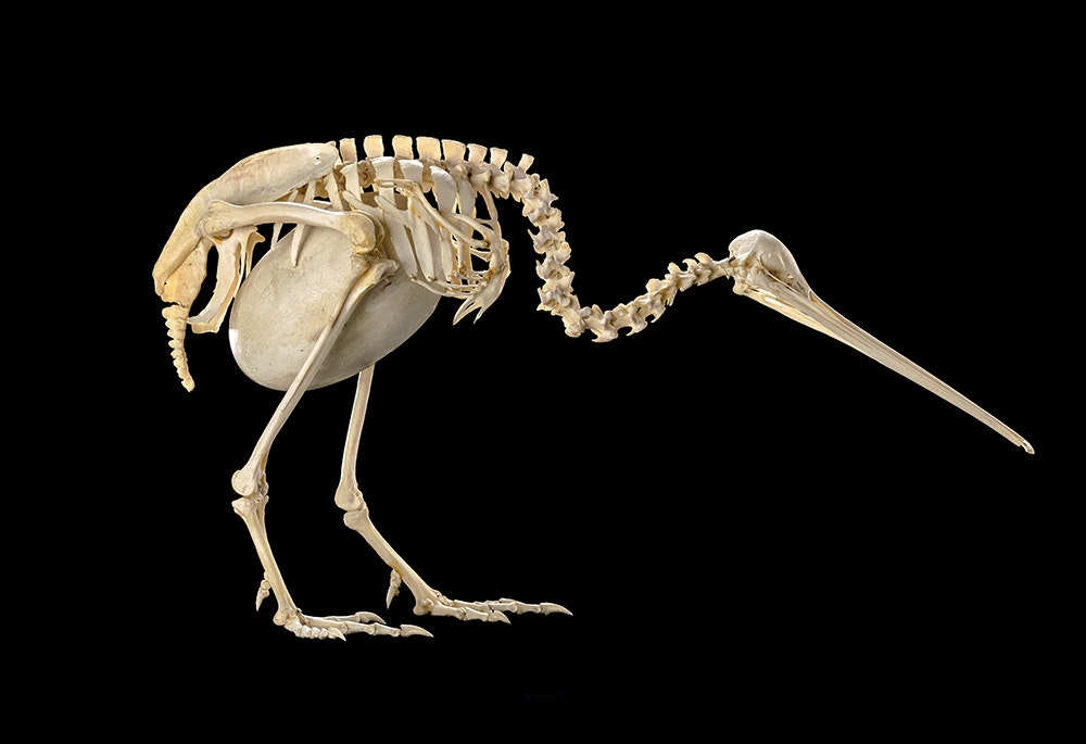 A bird skeleton with a large egg sitting inside it.