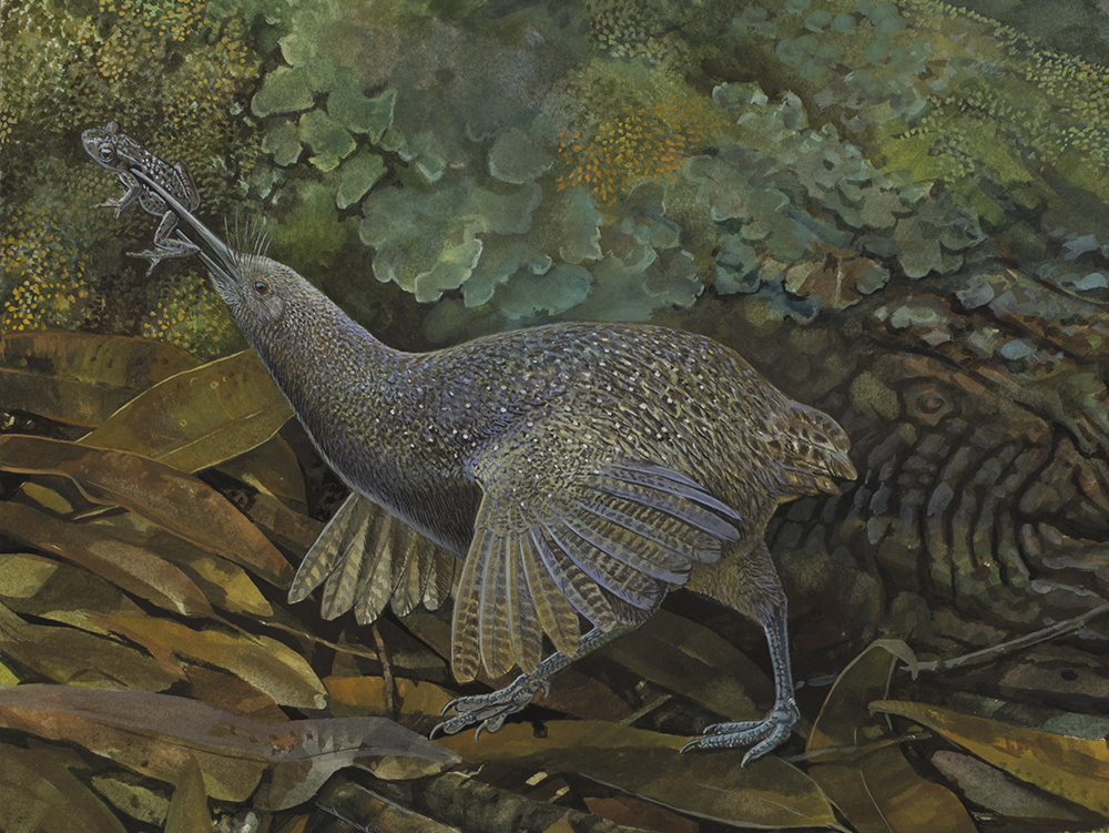 painting of a bird with wings standing on the leafy ground