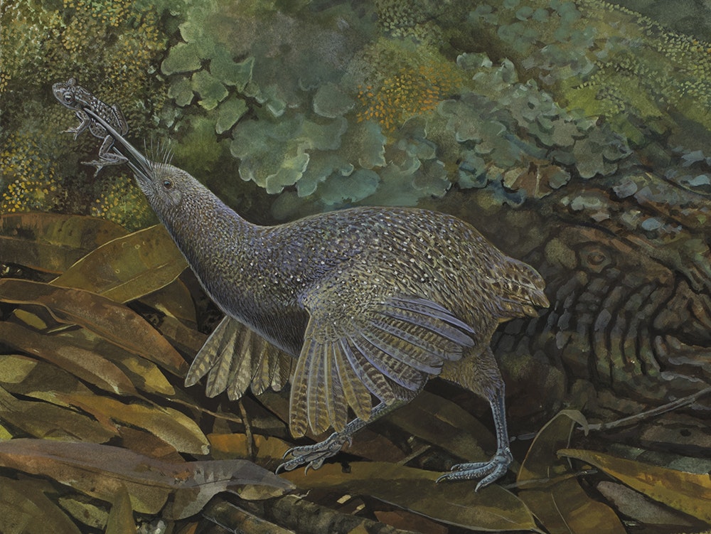 painting of a bird with wings standing on the leafy ground