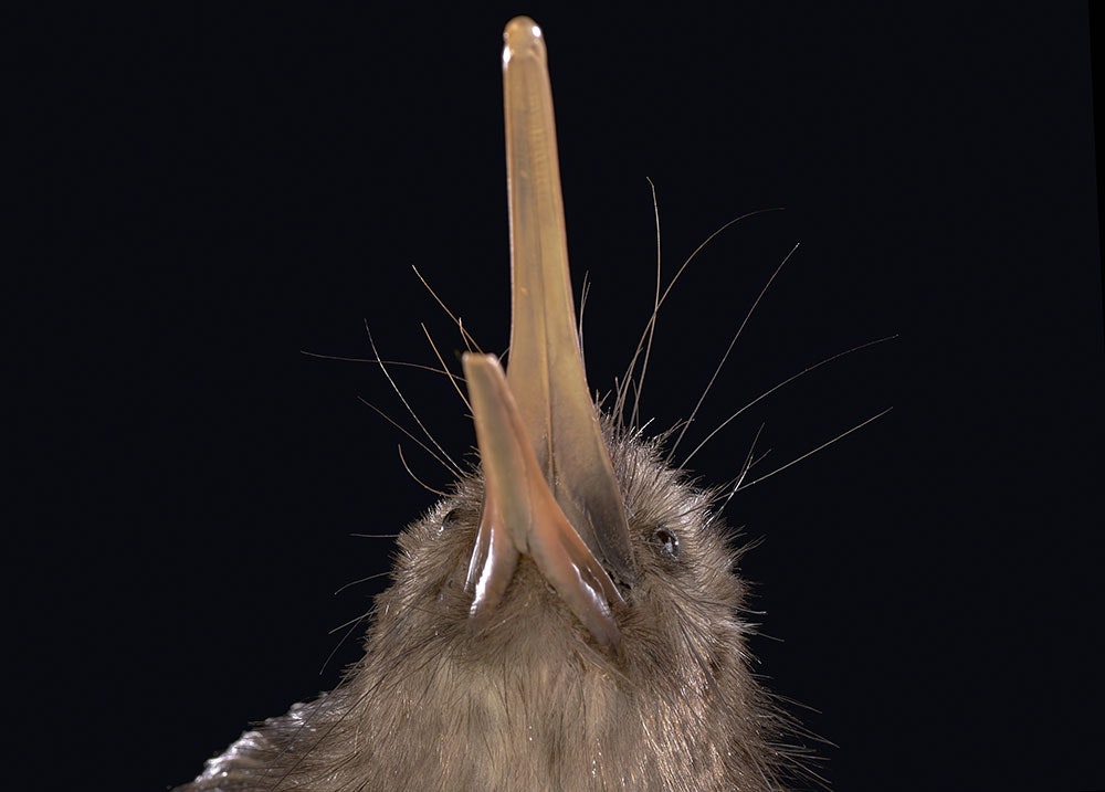 Beak and head of a taxidermied bird looking up.