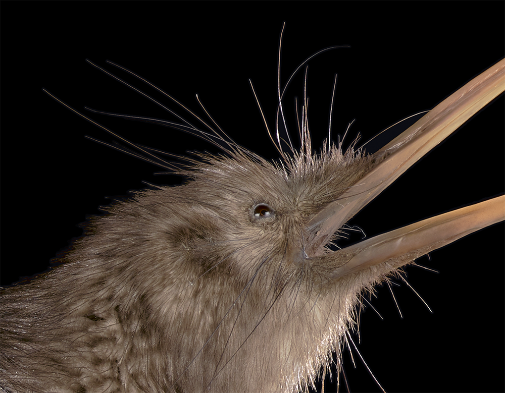 Side view of a taxidermied bird and beak.