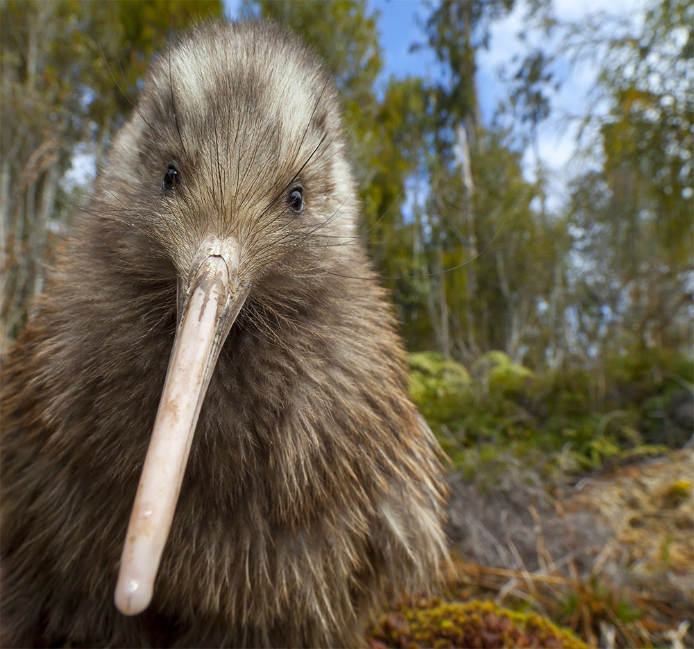 A kiwi close to the camera with a forest as a backdrop