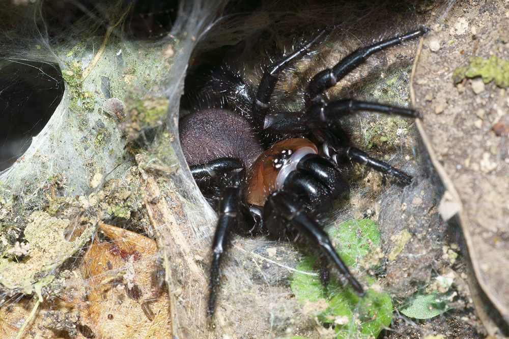 black-tunnelweb-1000.jpg