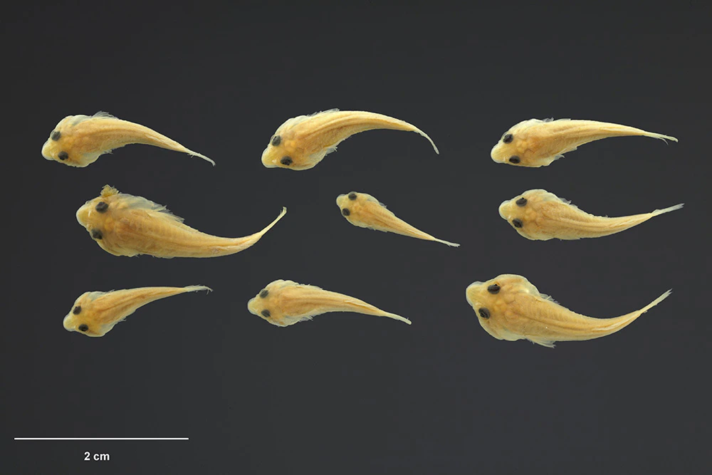 Nine yellow fish with black eyes on a dark background