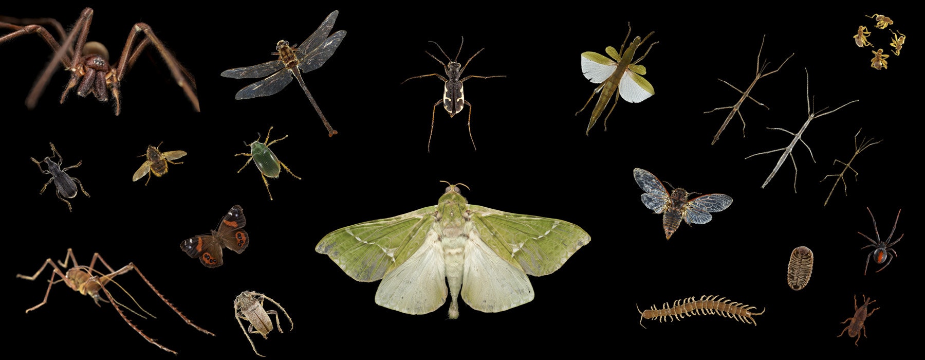 18 types of bugs and insects on a black background