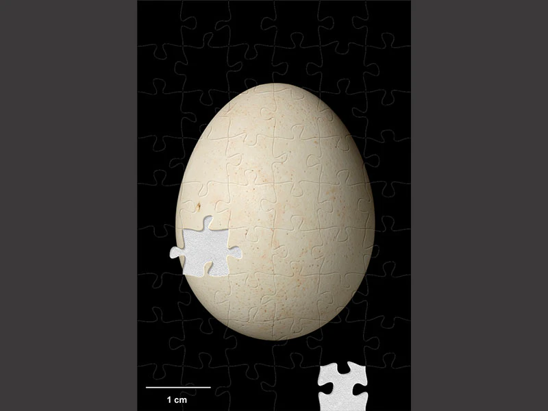Photograph of a kākā egg