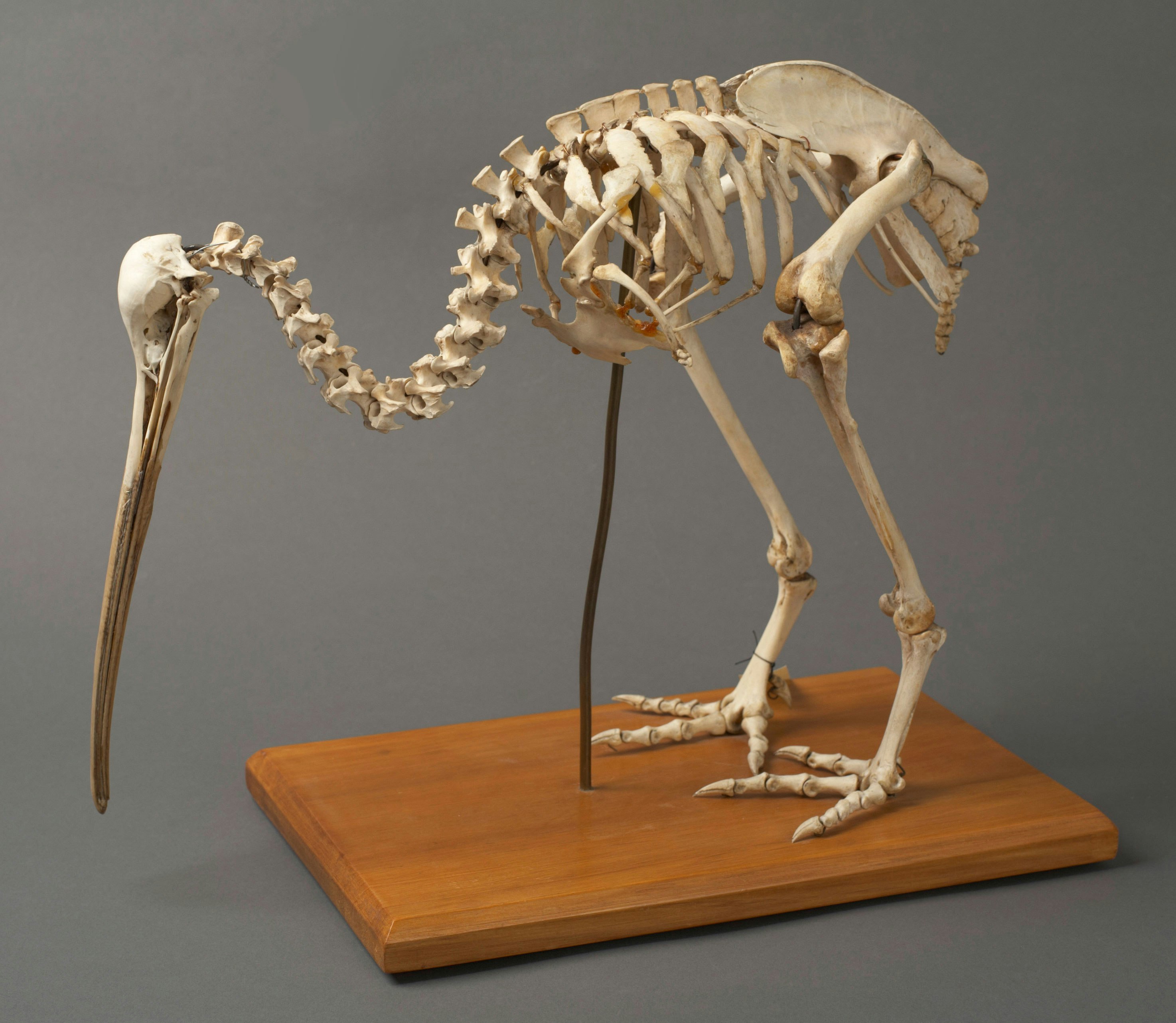 Skeleton of a kiwi bird
