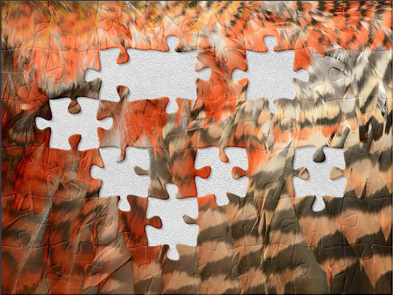 Closeup of orange, brown and white feathers