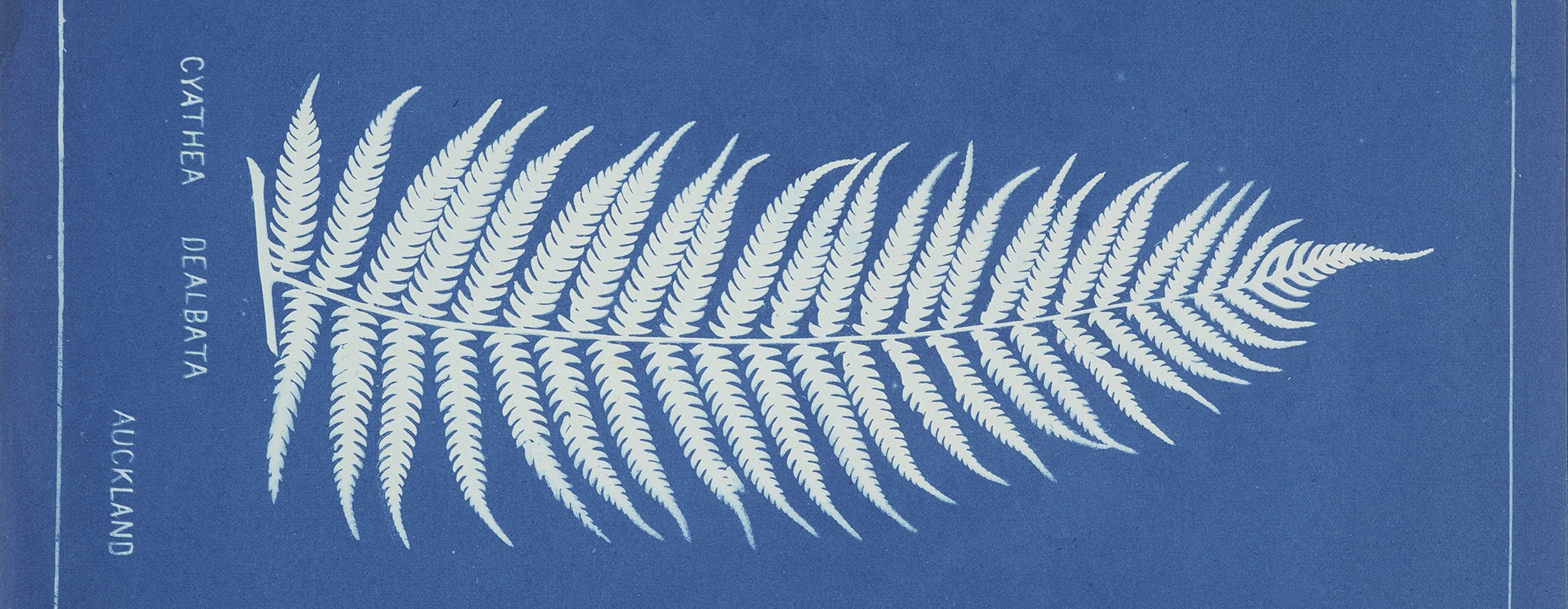 A white silhouette of a fern on blue background with the words Cyathea Dealbata and Auckland written on it