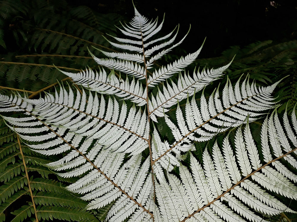 The underside of a fern frond