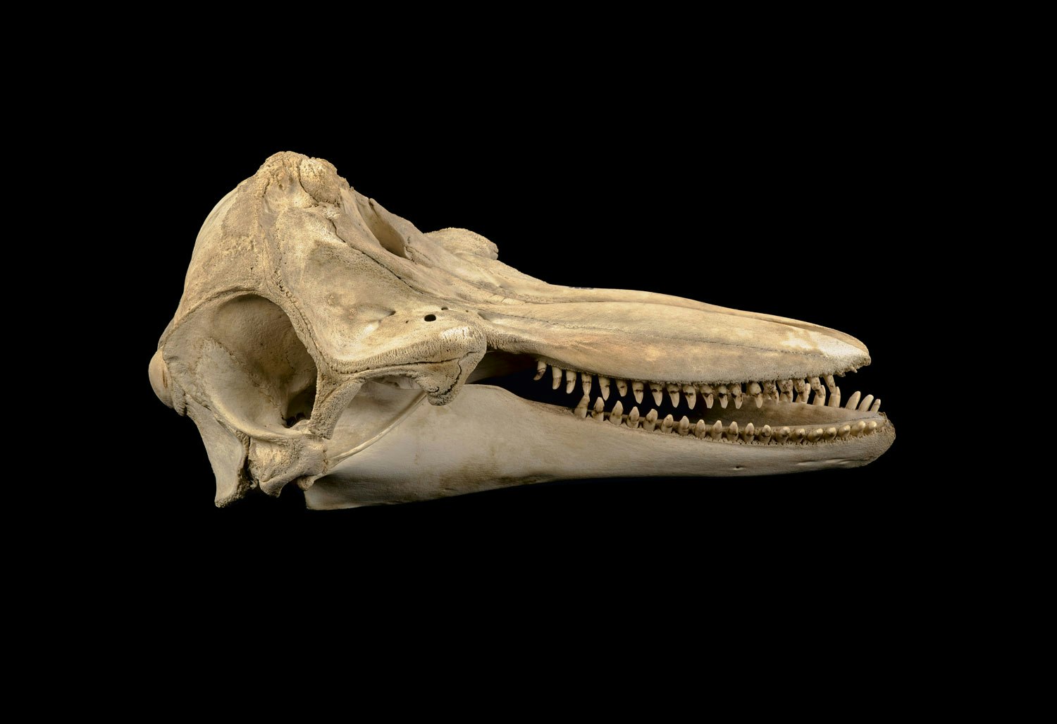 Side-on view of a dolphin skull