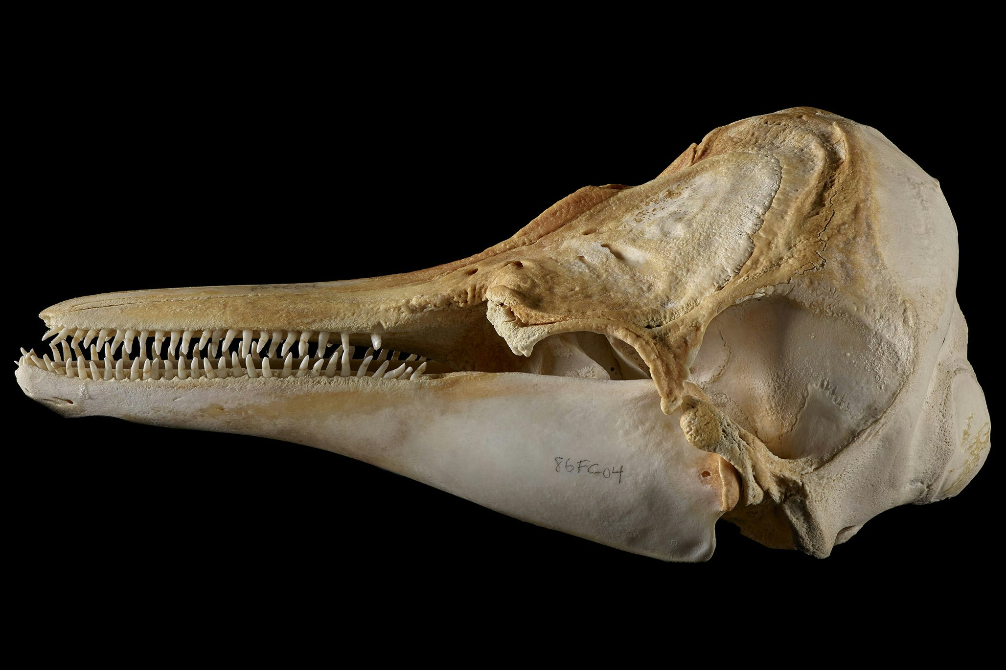 side-on view of a dolphin skull