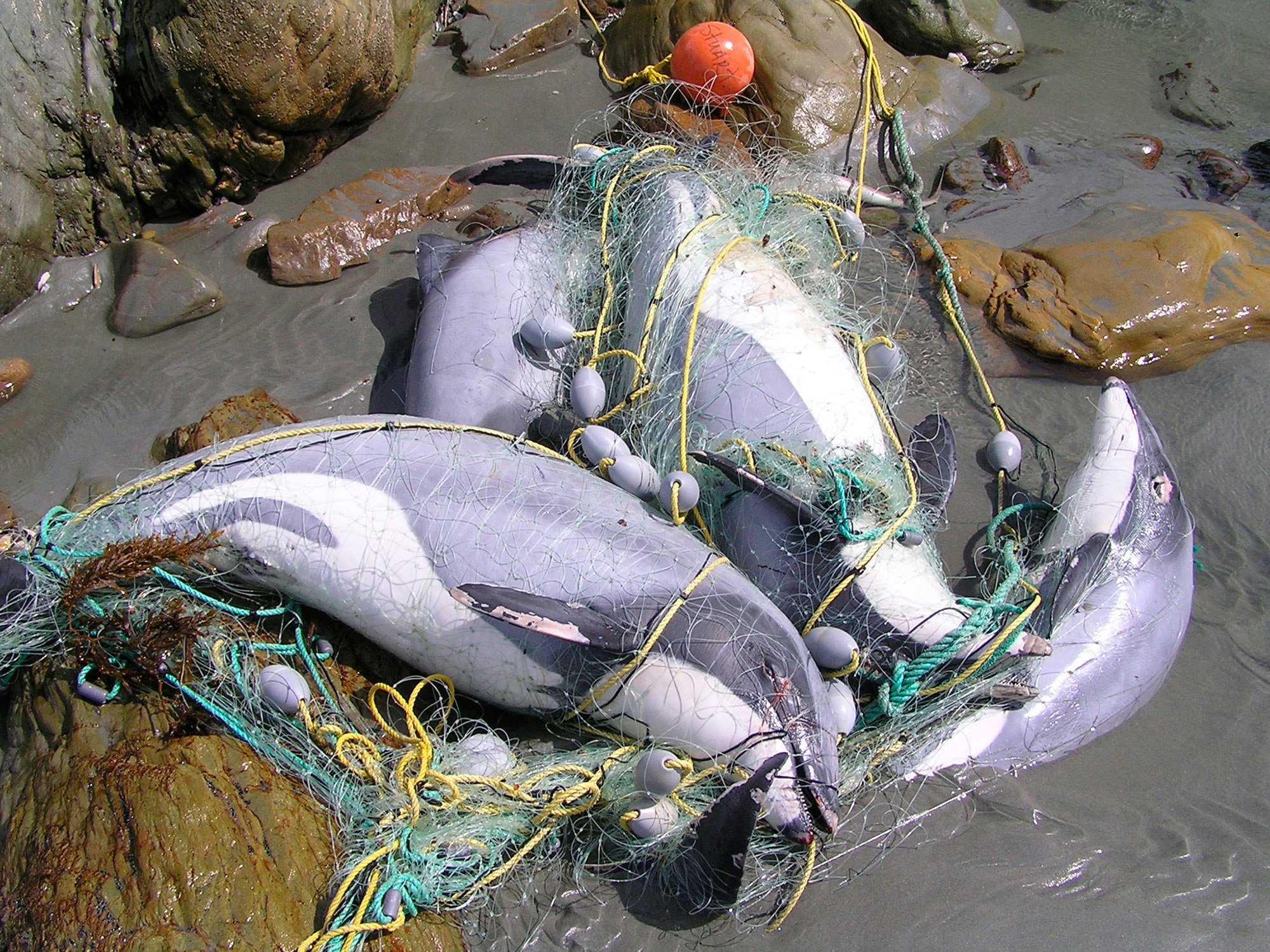 three dolphins on the beach tied up in a net