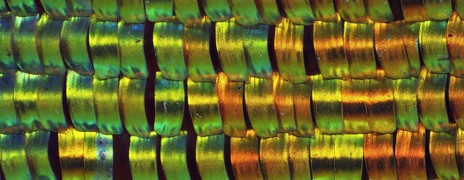 busunset-moth-closeup-te-papa-1800x700.jpg