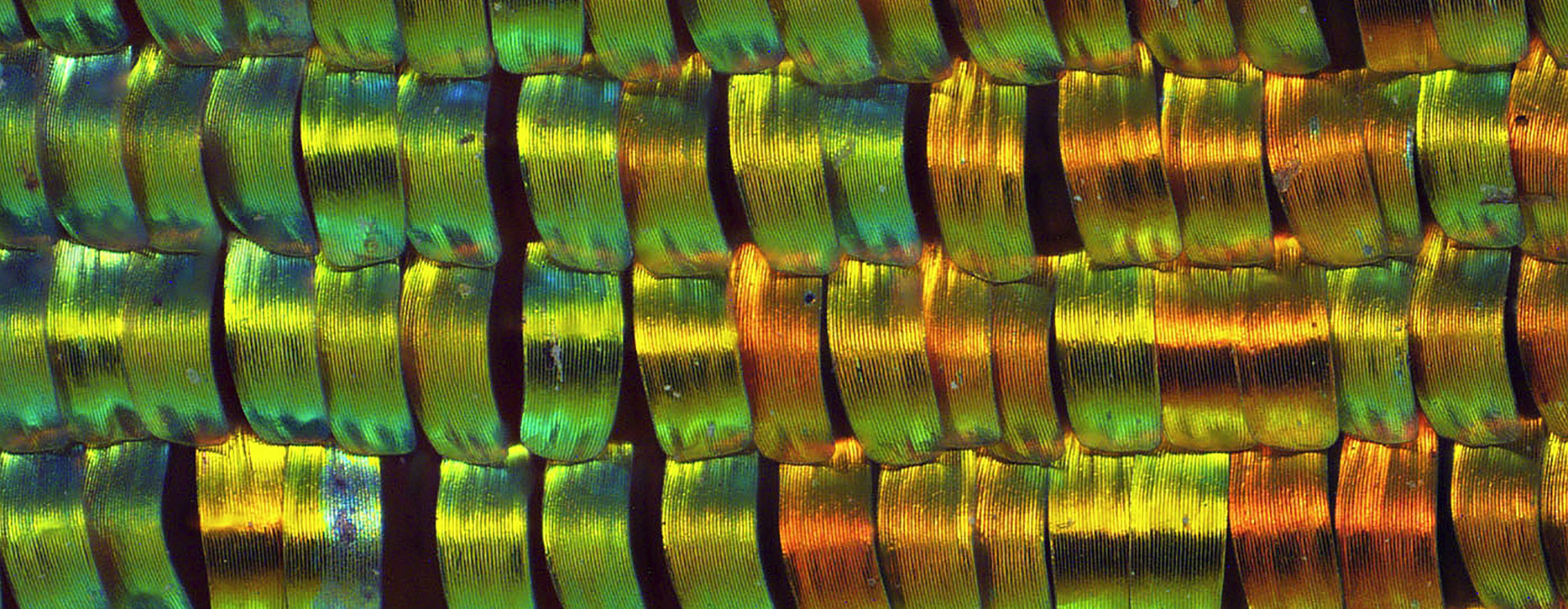 busunset-moth-closeup-te-papa-1800x700.jpg