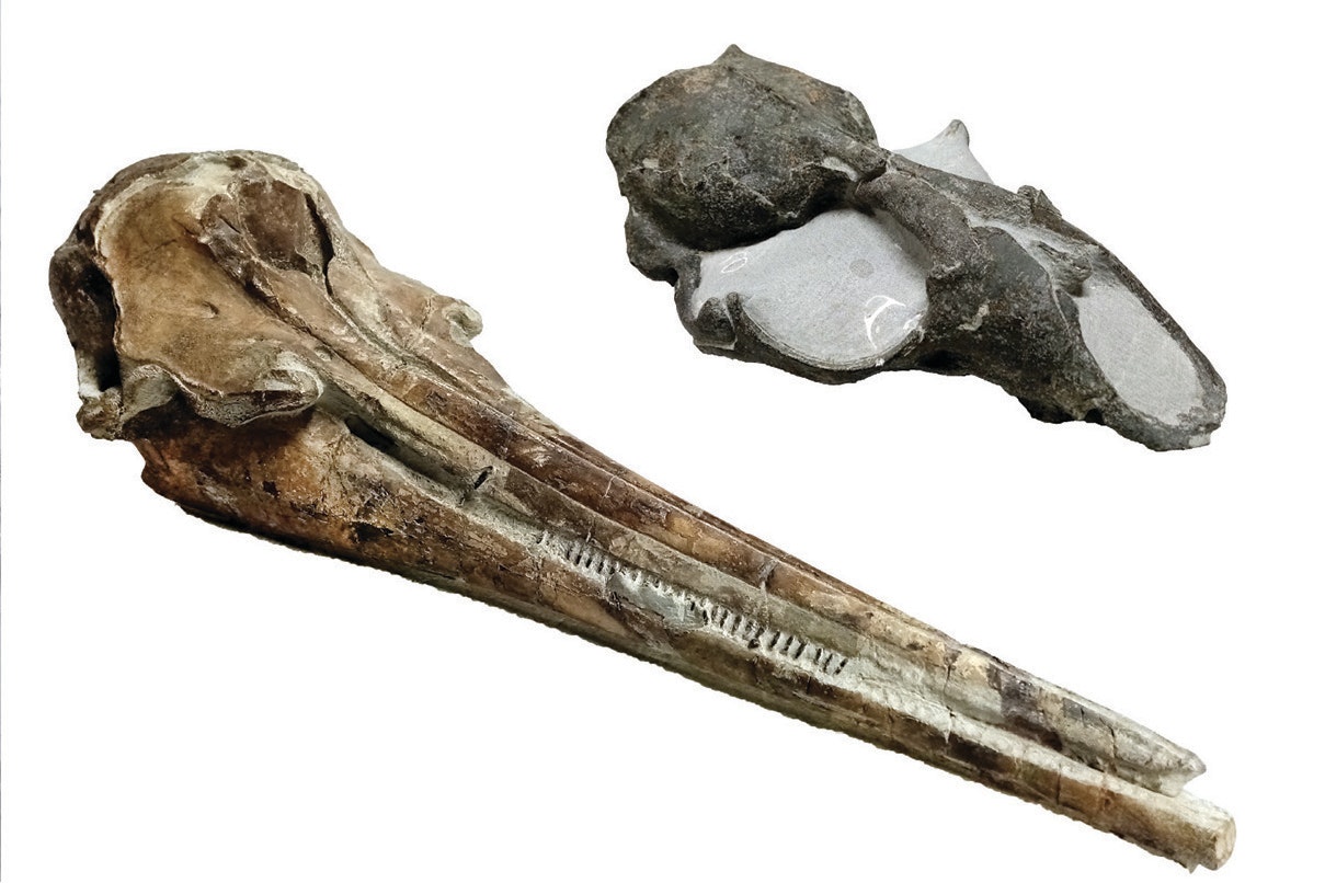 skull fossils of dolphin and a seal