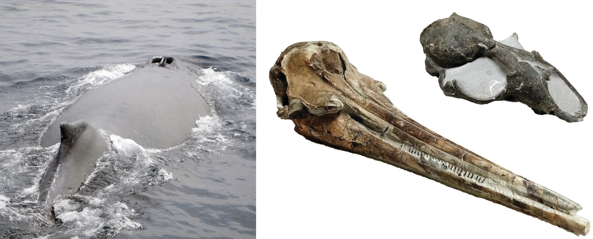 Half the image is a whale in the sea, the other half has two skull bones
