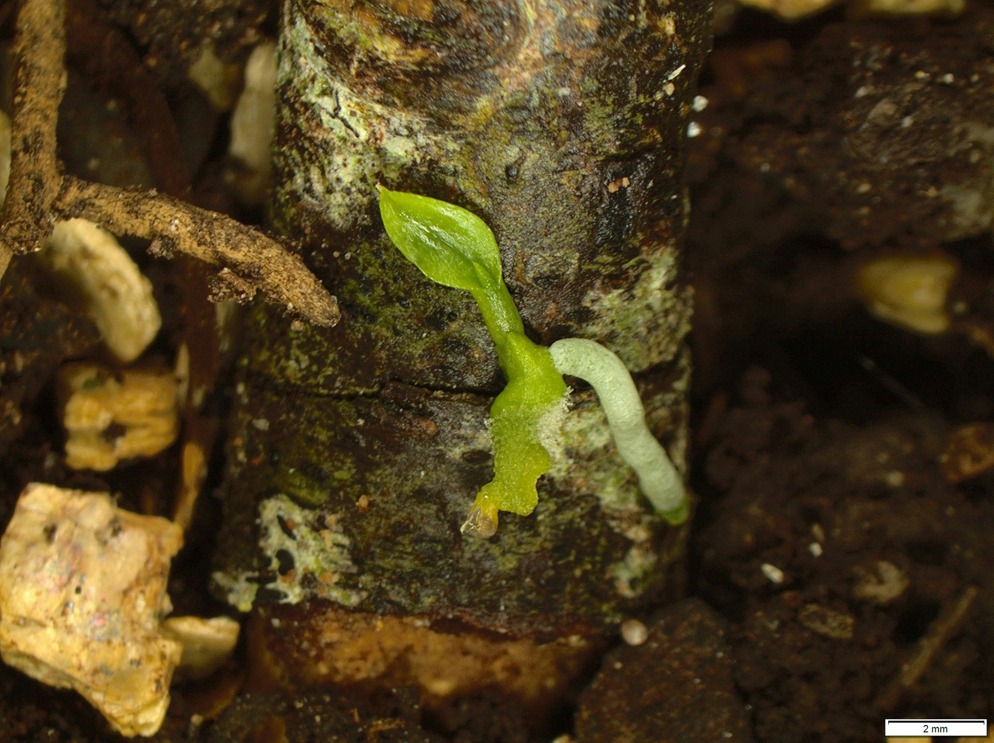 Close up of a small green frond growing on a tree trunk