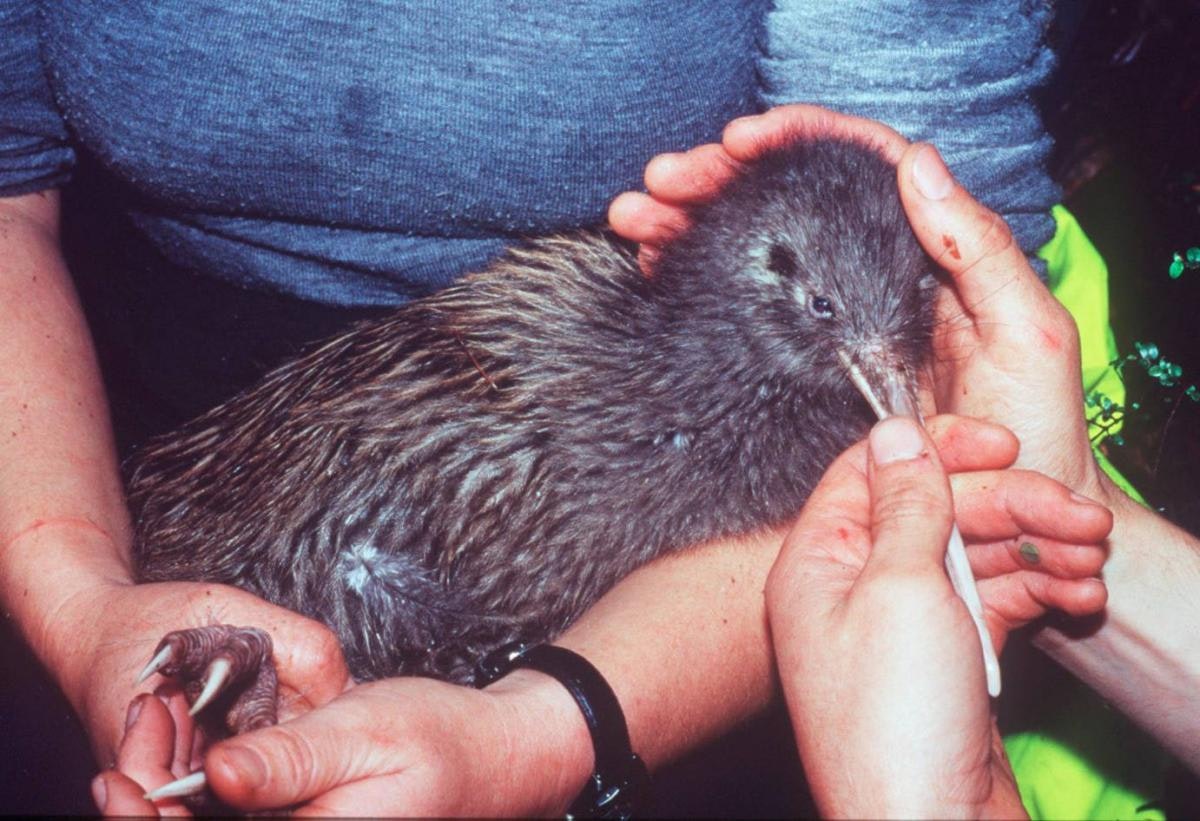 Two people holding a kiwi with one hand holding it's beak
