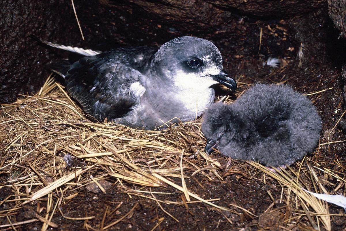 A grey and white bird with a grey fluffy chick in a nest