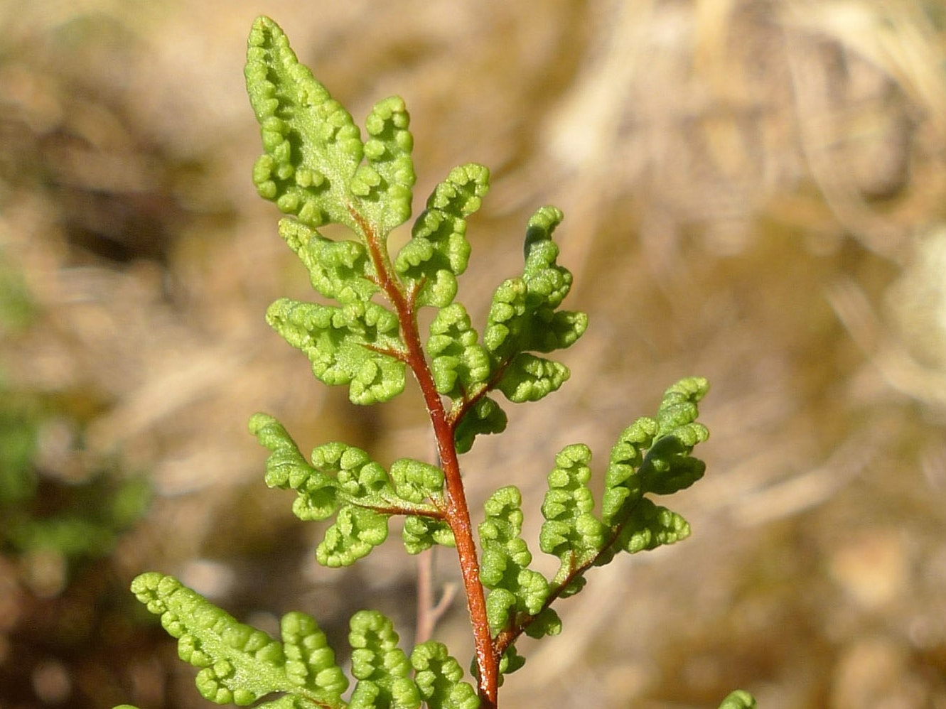 Cheilanthes sieberi. Photo by Leon Perrie The tip of a fern frond with grasslands in the background