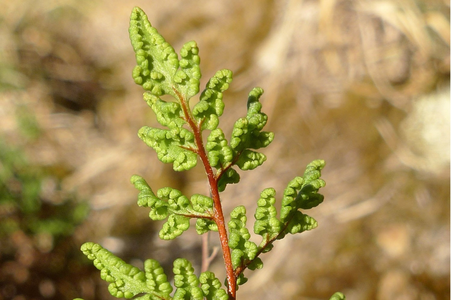 The tip of a fern frond with grasslands in the background