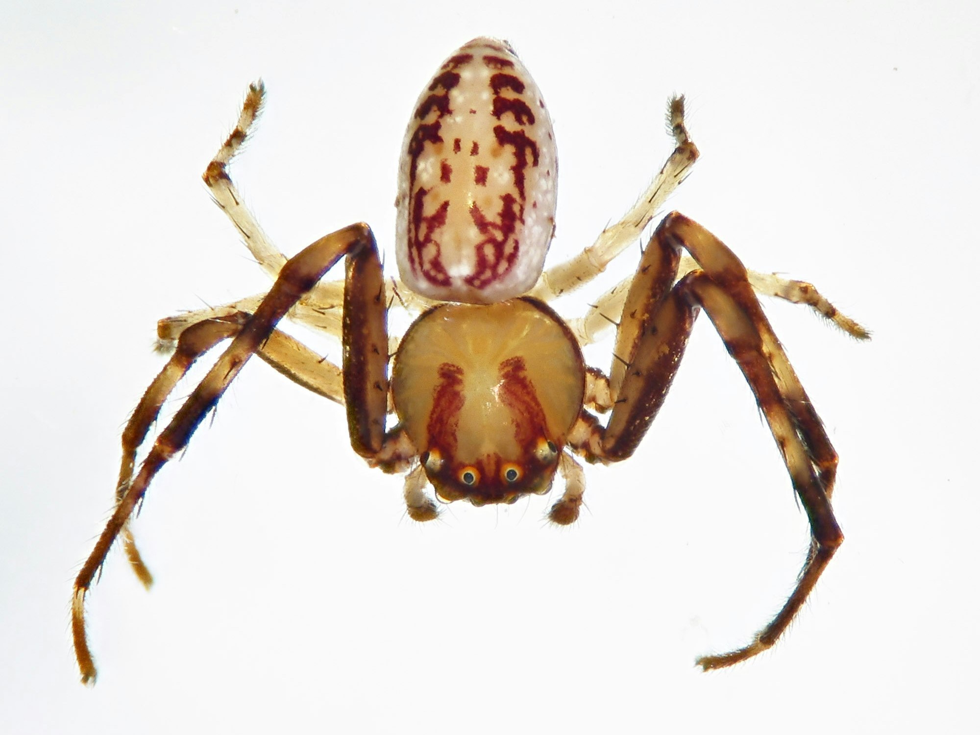 Male of Diaea ambara. Photo by Phil Sirvid A close shot of a brown spider on a white background