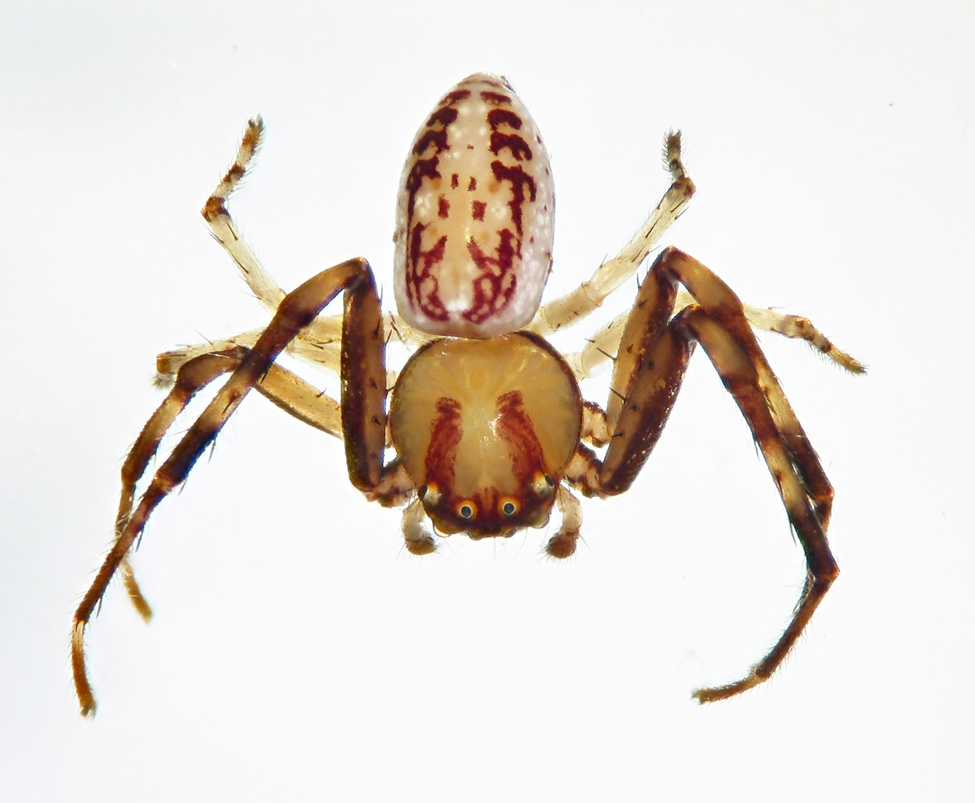 A close shot of a brown spider on a white background