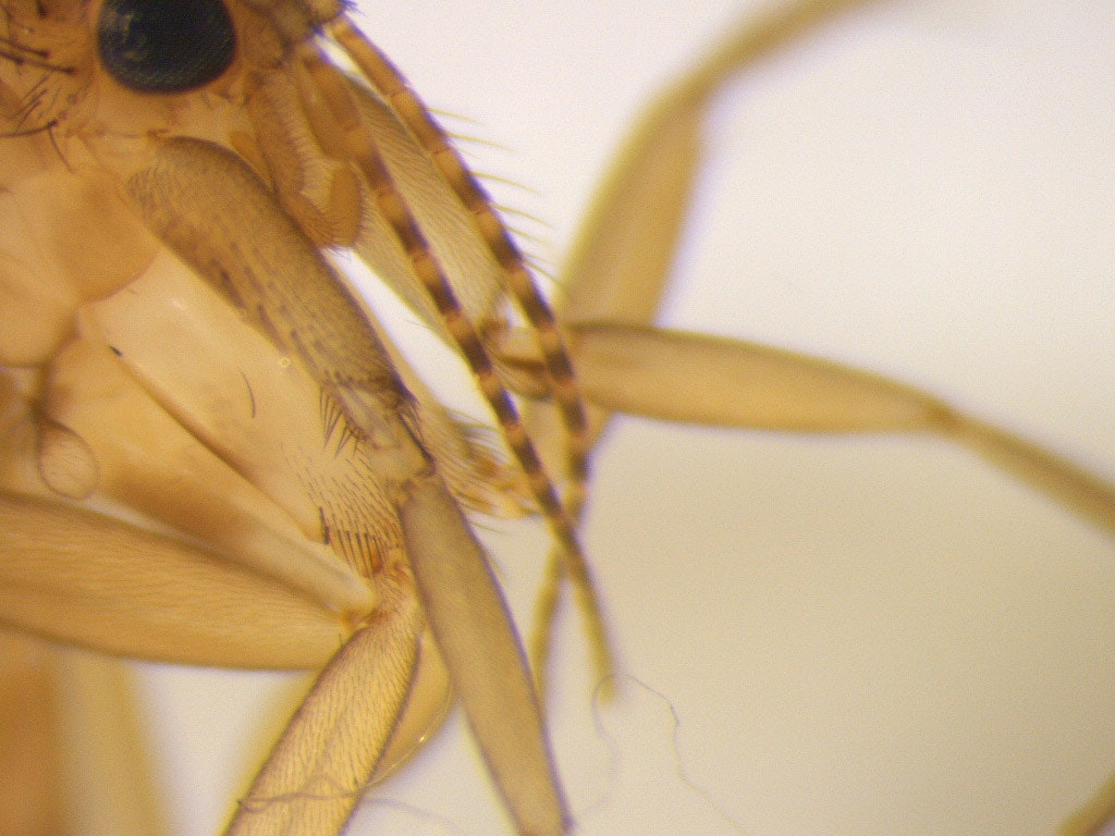 Macro image of a gnat's legs and antennae