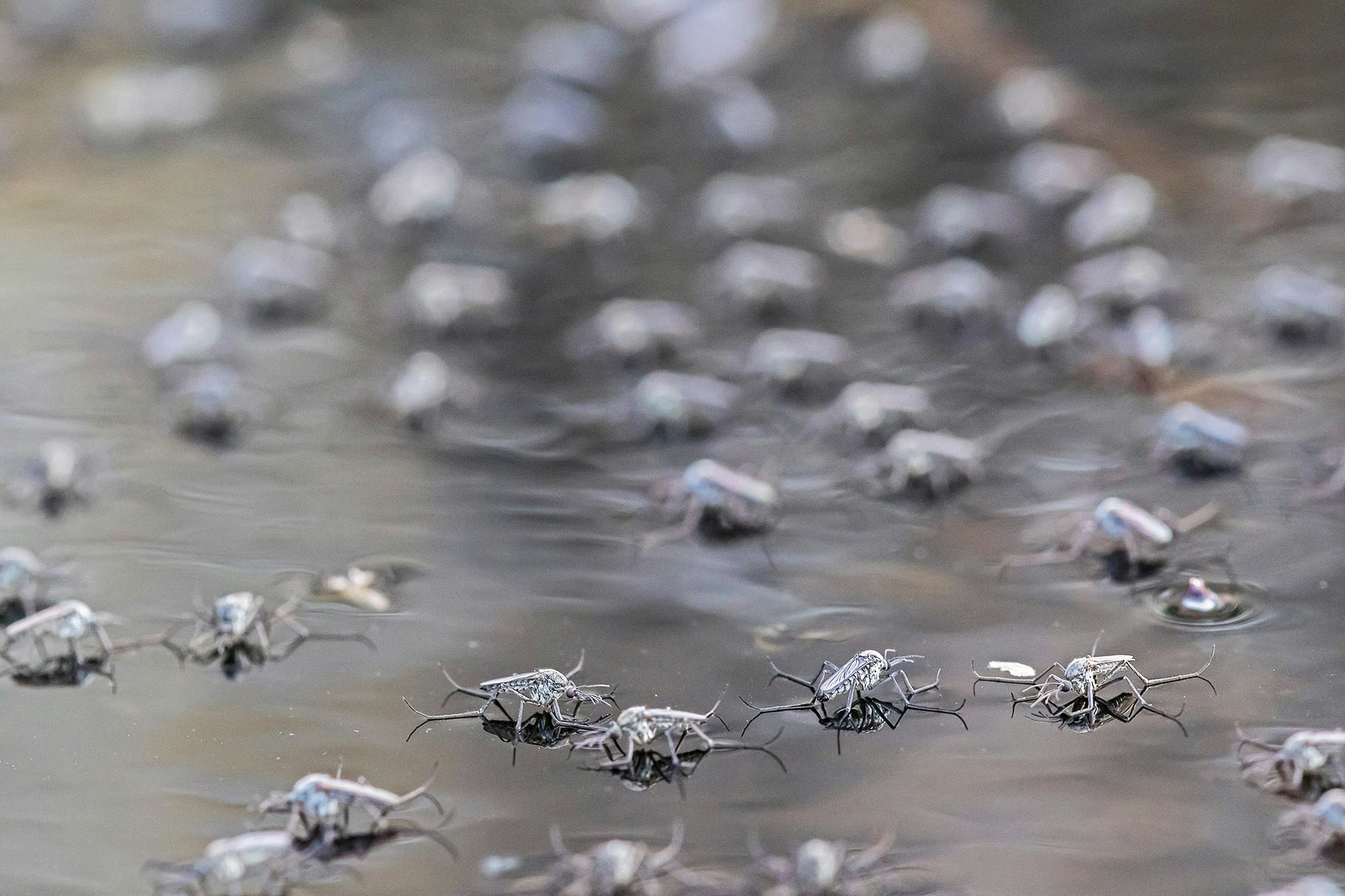Insects sitting on the surface of the water