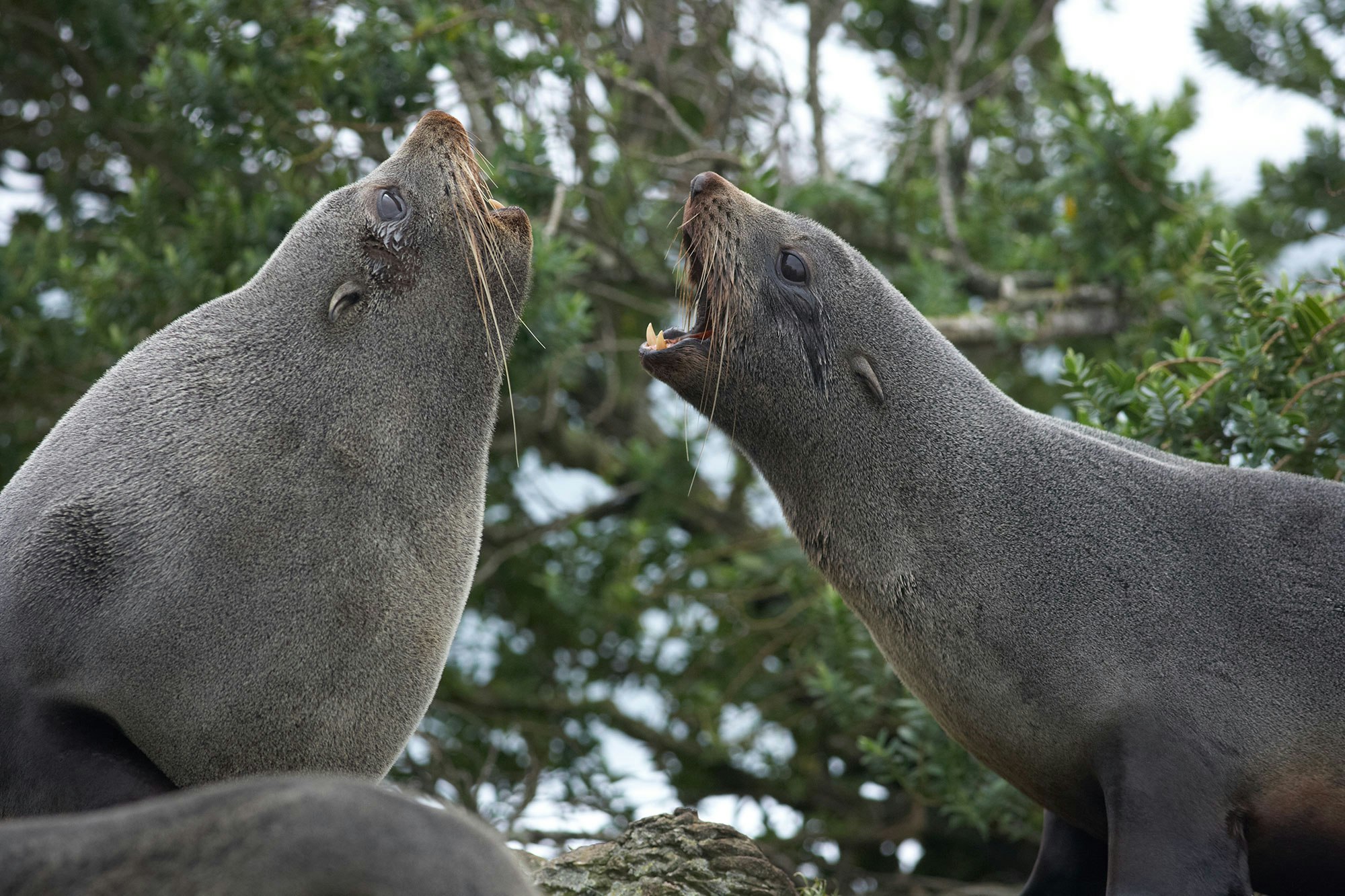 Two seals facing yelling at each other