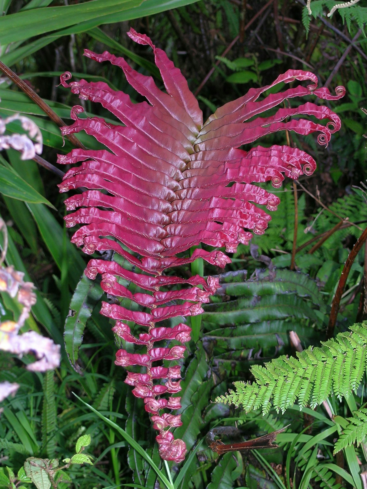 A dark pink fern frond with green bush in the background