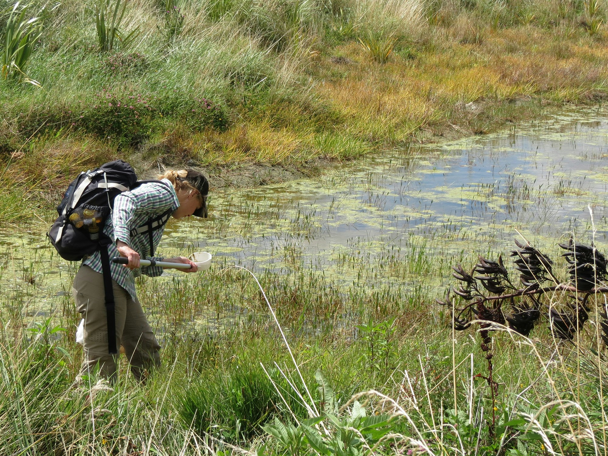 A woman standing in a swamp with a backpack on and a tool in her hands