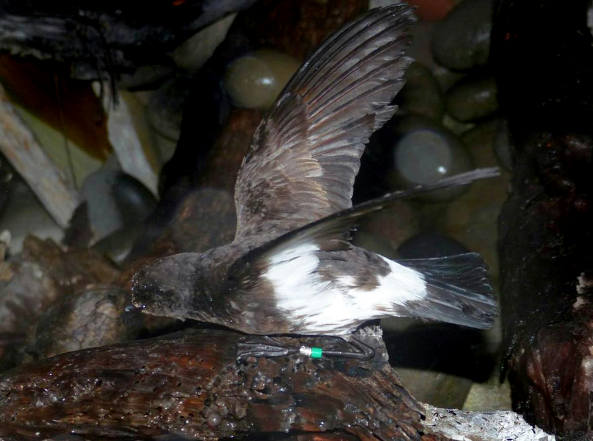 A bird in a dark cave with its wings up