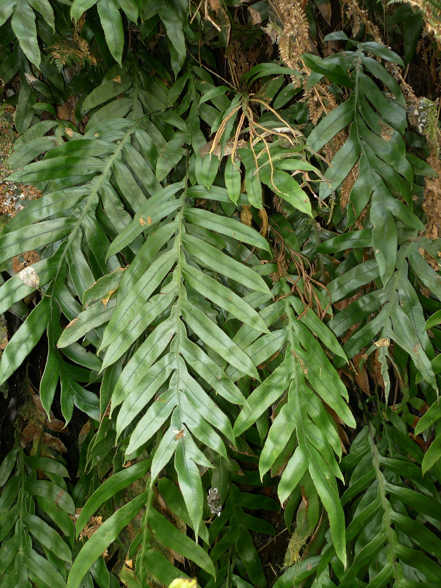 Photo of fern fronds in the bush