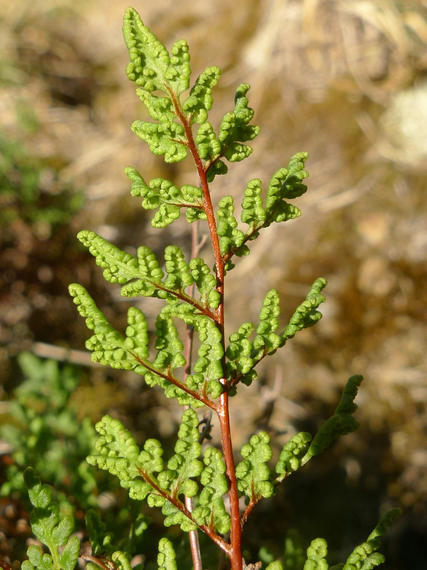 Close up of the end of a plant with small green curling fronds