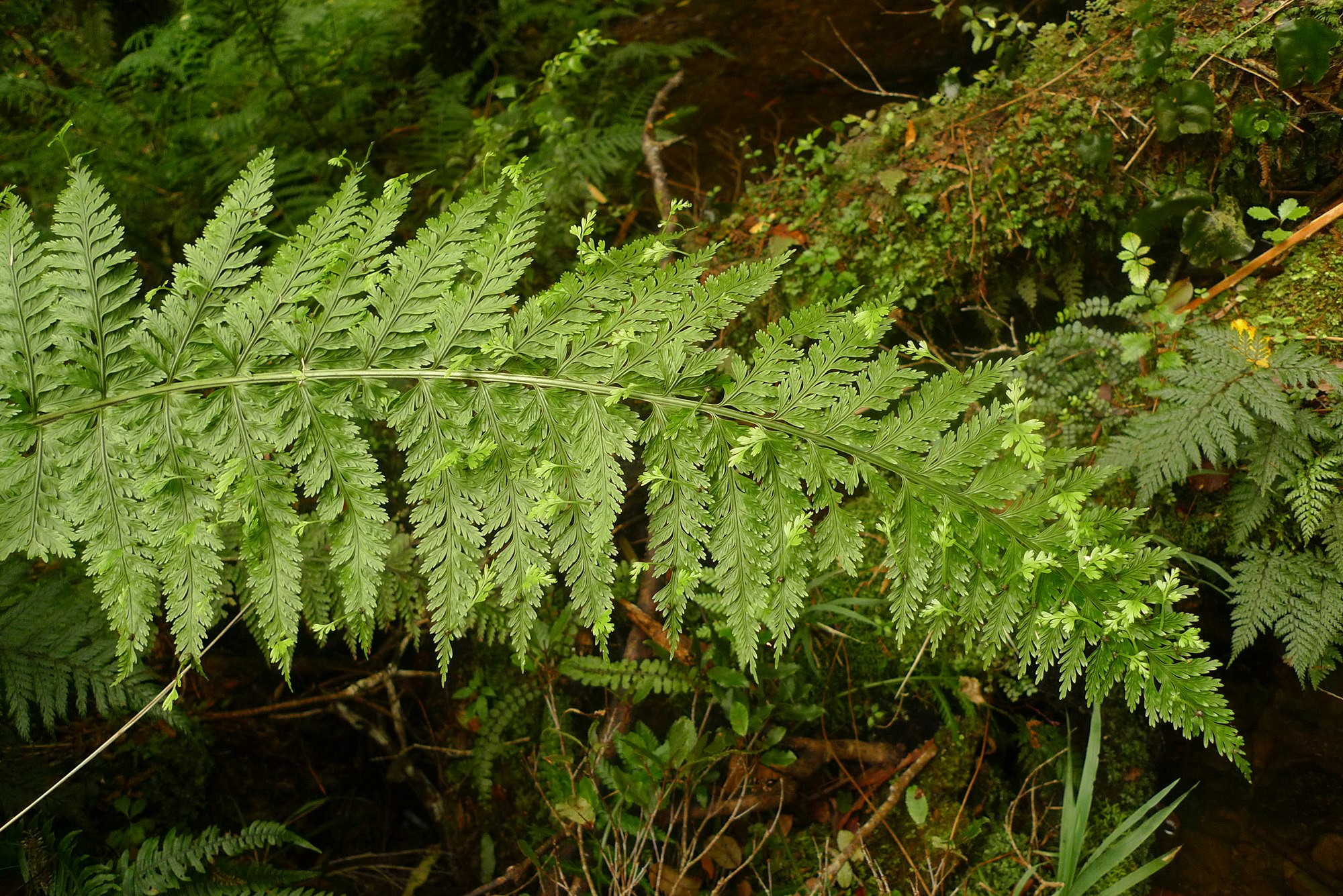 A long, green fern frond with bush in the background