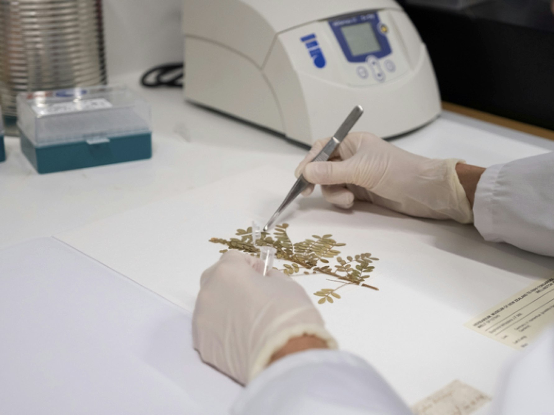 Toromiro (Sophora toromiro). Photo by Rachel Hockridge. Te Papa A scientist wearing blue gloves creating a page with a plant specimen on it
