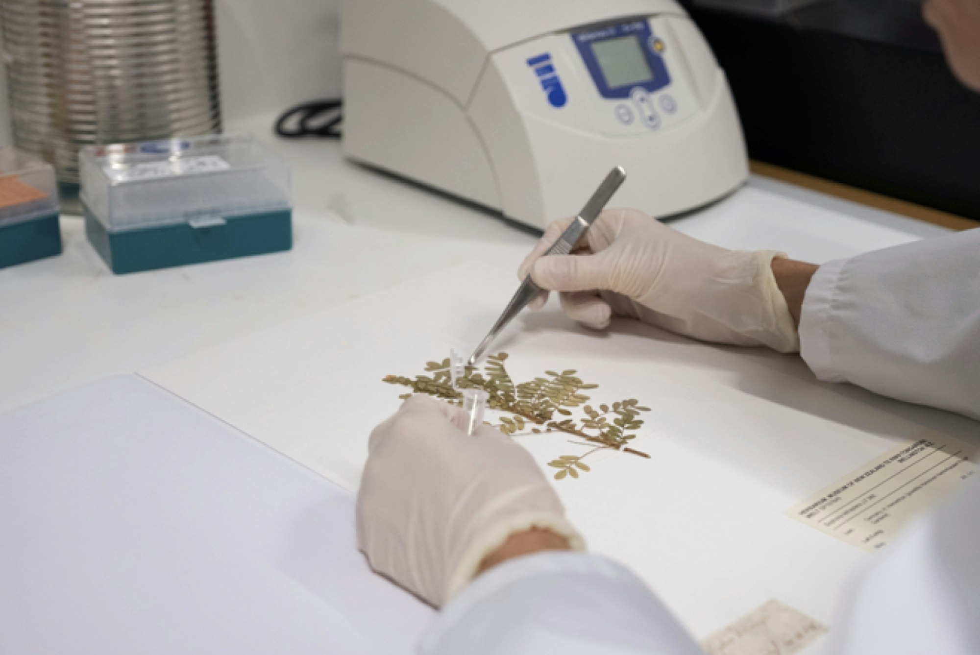 A scientist wearing blue gloves creating a page with a plant specimen on it
