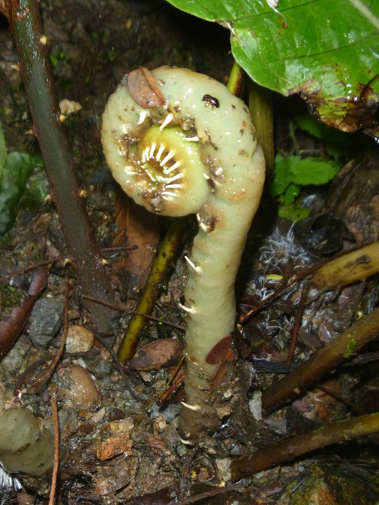 A small, pale green frond growing up from the earth