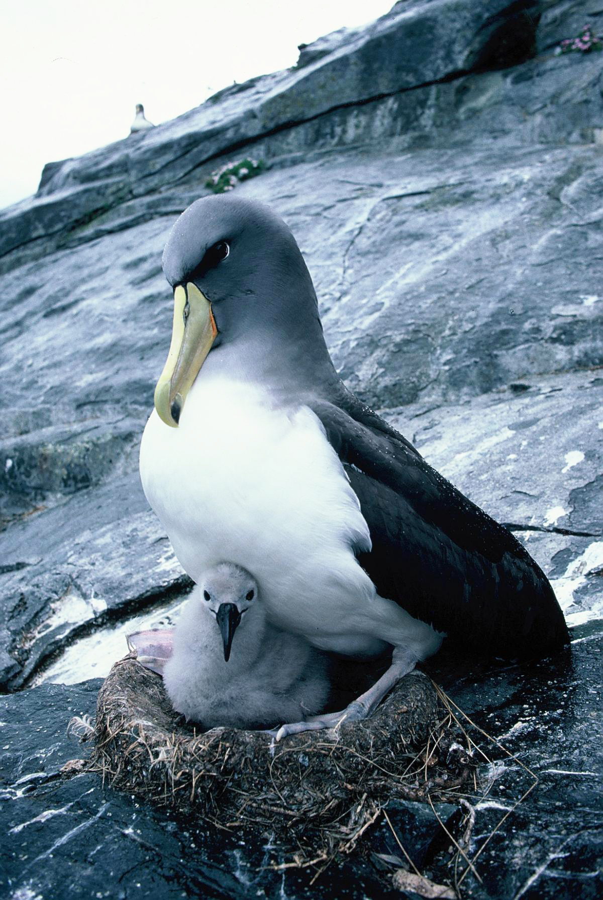 Wildlife and Environment