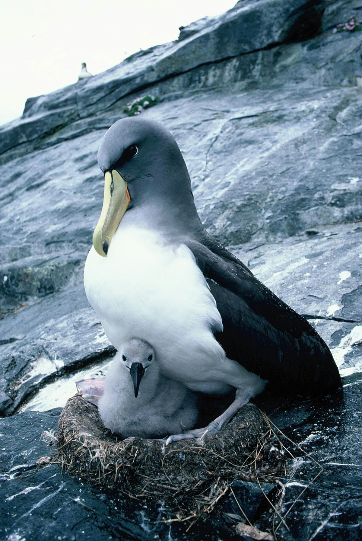 An adult albatross sitting over a fluffy chick on the side of a cliff