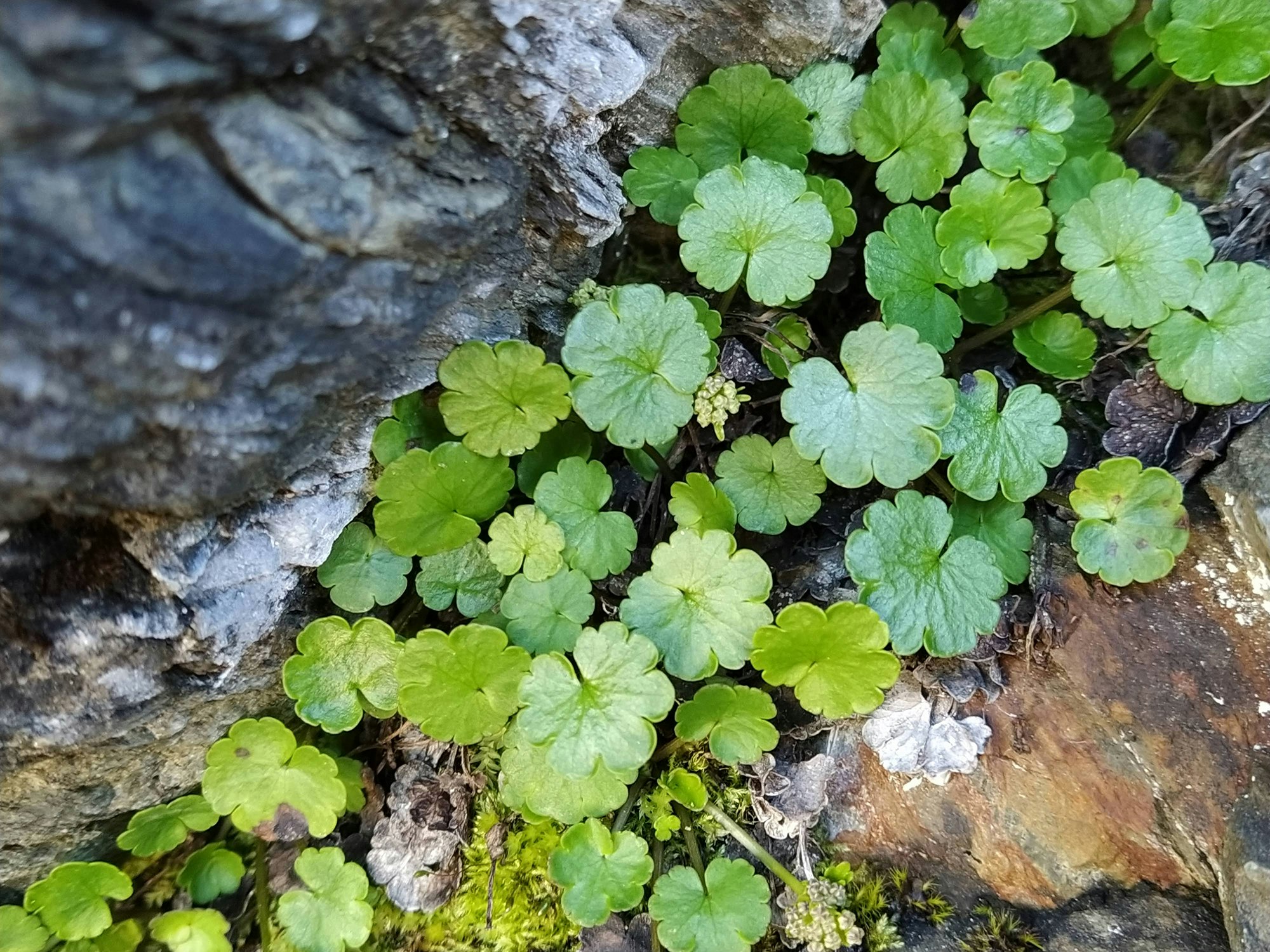 A photo of a spray of green leaves over rocky and mossy terrain